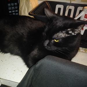 Meet your Posher, Lily